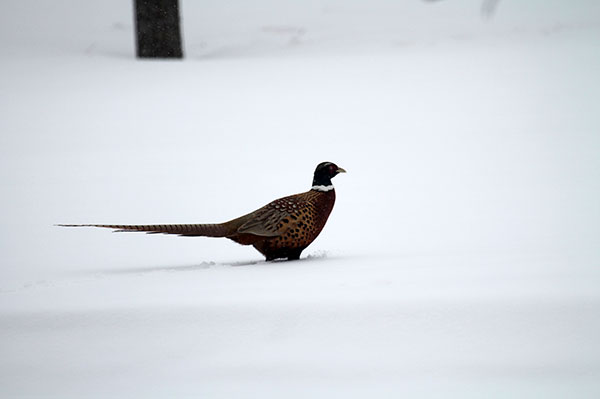 Chapter Events Chapter Events